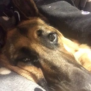 Meet your Posher, Morgan